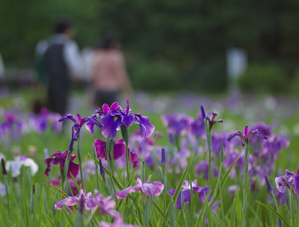 【花のある情景・夏】 恋人たち