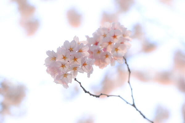 【おだやかに・・・春】 Cherry tree