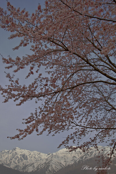 ５月の桜