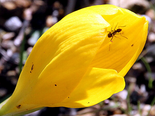【小さい】蟻と花