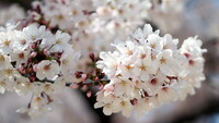 満開の桜の一枝