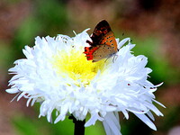 花と蝶　３　ベニシジミ