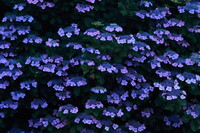 満開の額紫陽花