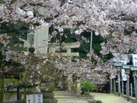 神社の桜も