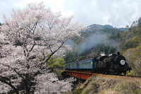 桜と蒸気機関車