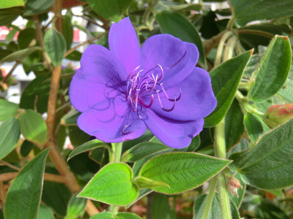 紫紺野牡丹（しこんのぼたん）