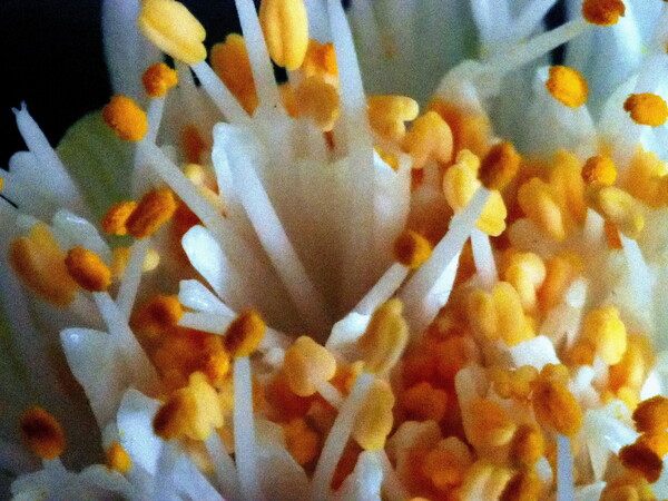 マユハケオモトの花
