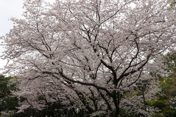 桜雨