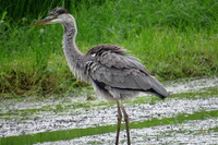 アオサギ（幼鳥）