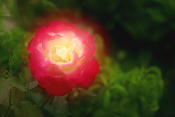 【２００８】５月…薔薇の輝き