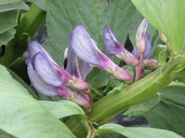 えんどう豆の花