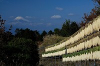 大根白糸の滝　富士山