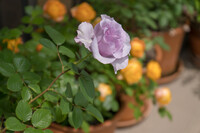 ベランダの薔薇