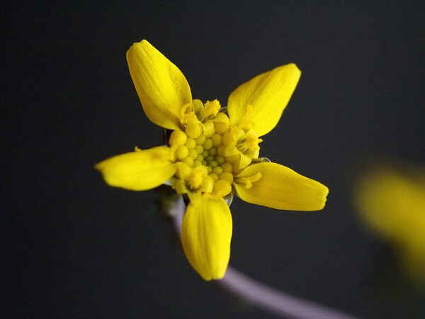 オトンナの花
