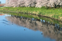 【桜】河鵜と桜