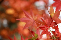 長崎の秋