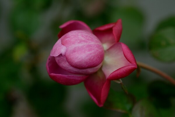 【自然】　冬のバラ