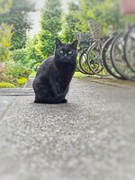 ヤマト