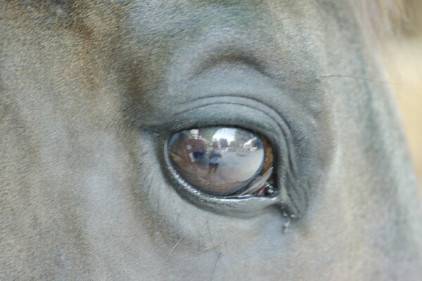 まかいの牧場の馬の目