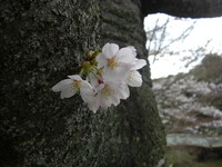 今朝の撮りたて（４月３日）胴吹き桜
