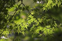 先週の生田緑地のもみじ