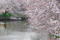 水面（みなも）の桜