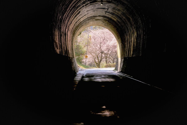 河津桜のトンネル