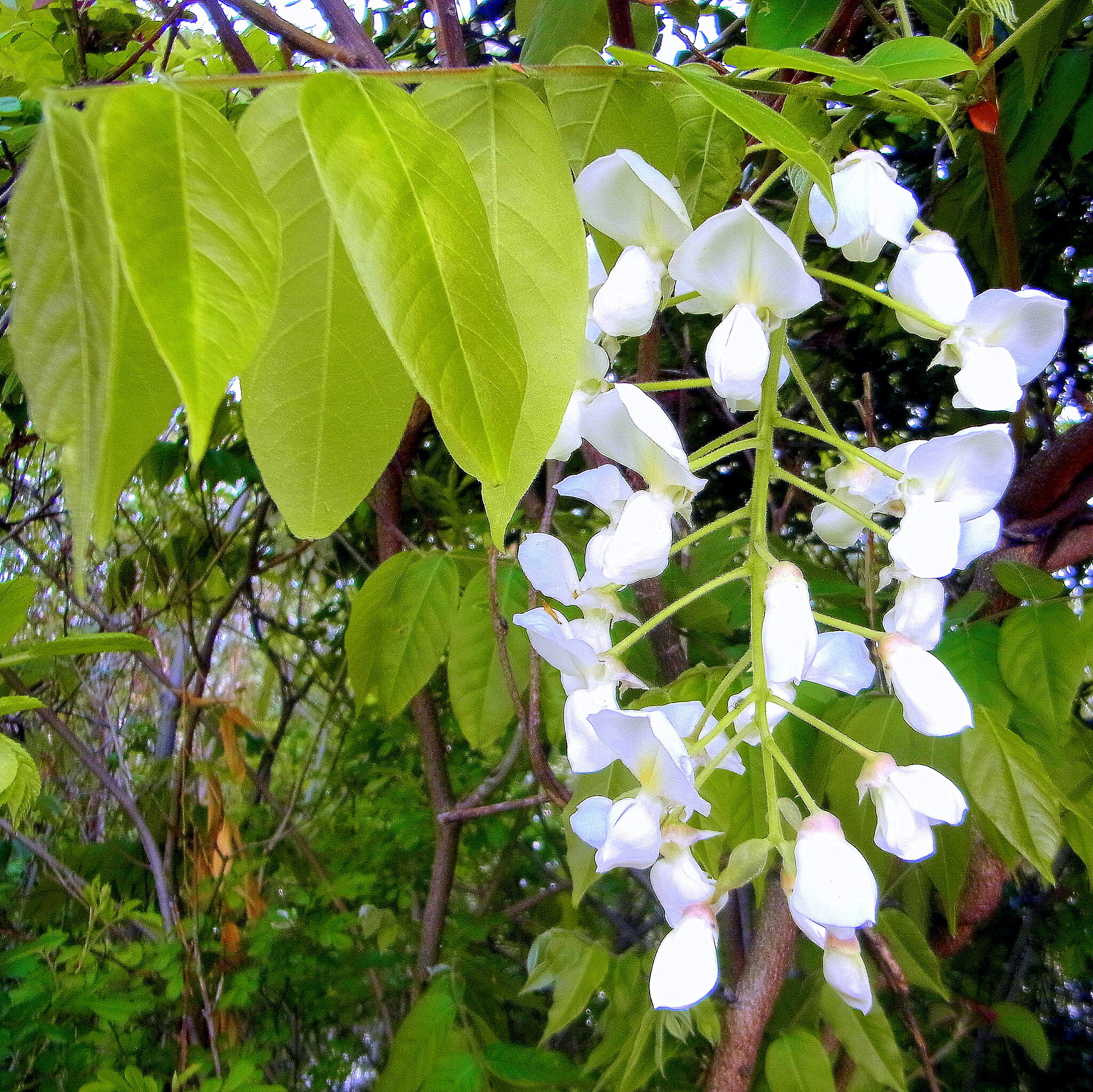 白いフジの花