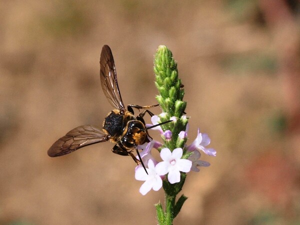 【瞬】小さな花とハチ