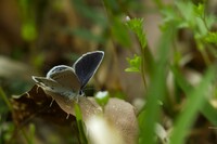 表翅の青藍色の鱗粉