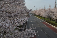 【桜】大学通りの桜