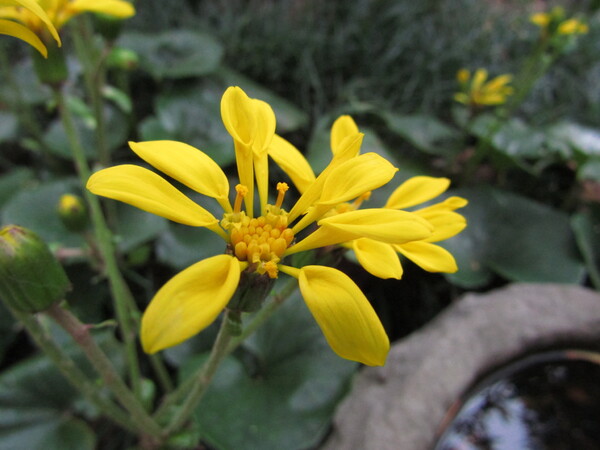 黄色い花が庭に咲いていると幸せになる