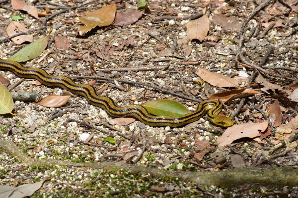 【散歩】シマヘビの散歩