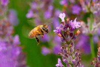 「スピード」　ミツバチの飛翔