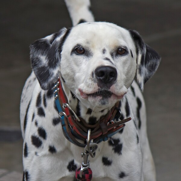 一匹ワンちゃん>等倍ピクセル(トリム)