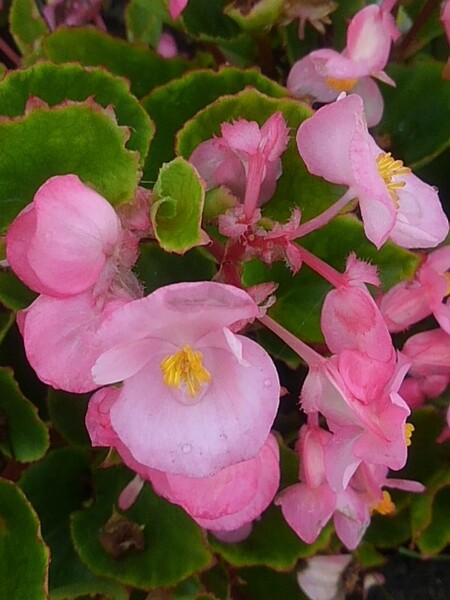 矢板駅の花壇のピンク色のベゴニア