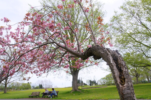 遅咲きの公園の桜