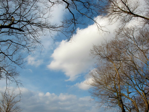 冬の木立と空と雲