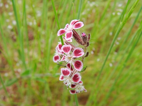 花びらが2-3mmの小さい赤い花