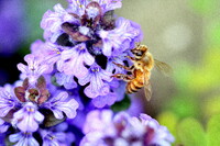 【Purple】アシュガと蜂