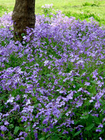 [おだやかに・・・・春]紫の絨毯