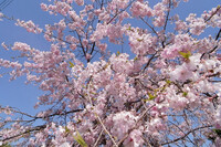 【質】　桜