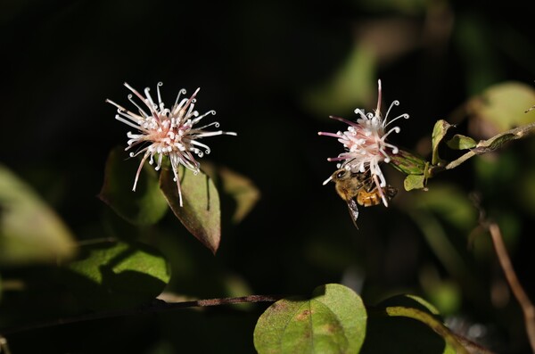 秋の虫（その３）セイヨウミツバチ