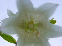 ホタルブクロ白花：覗き趣味版