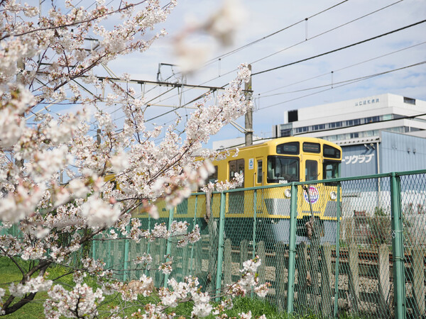 やっぱり黄色い電車ですよね。