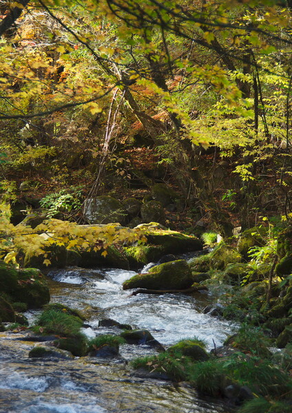 渓流の秋