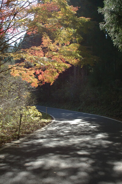 秋の道