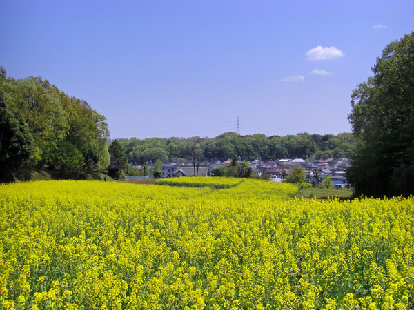 菜の花畑