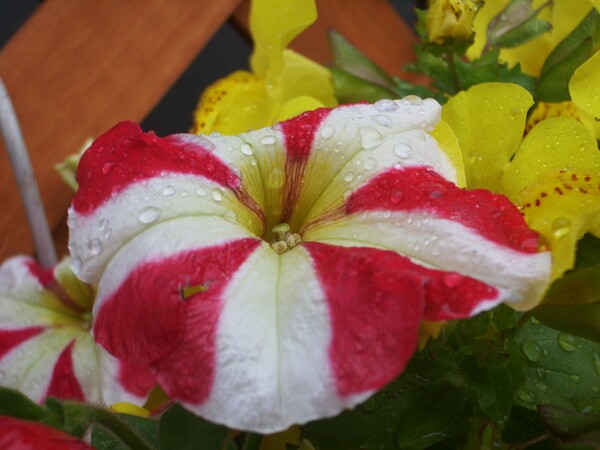 紅白の花