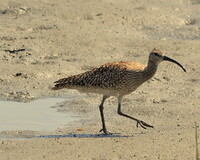 東京湾野鳥公園